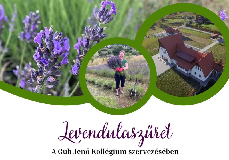Levendulaszüret 2026